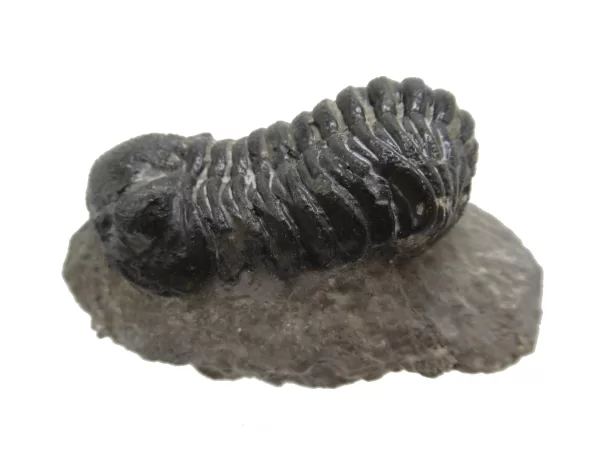 Genuine Fossil Devoniana Age Phacops Trilobite Fossils for Sale from Morocco #2a