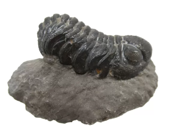 Genuine Fossil Devoniana Age Phacops Trilobite Fossils for Sale from Morocco #2c