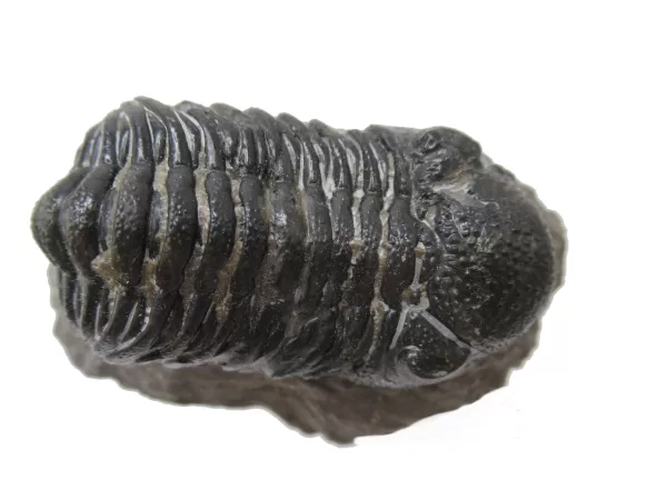 Genuine Fossil Devoniana Age Phacops Trilobite Fossils for Sale from Morocco #2d