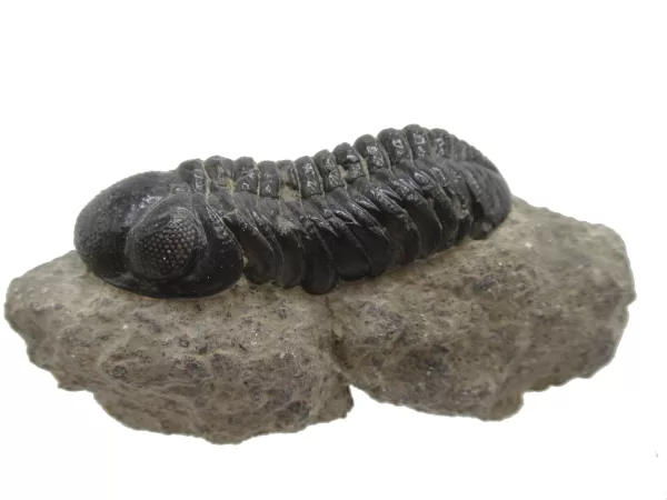 Genuine Fossil Devoniana Age Phacops Trilobite Fossils for Sale from Morocco #4a