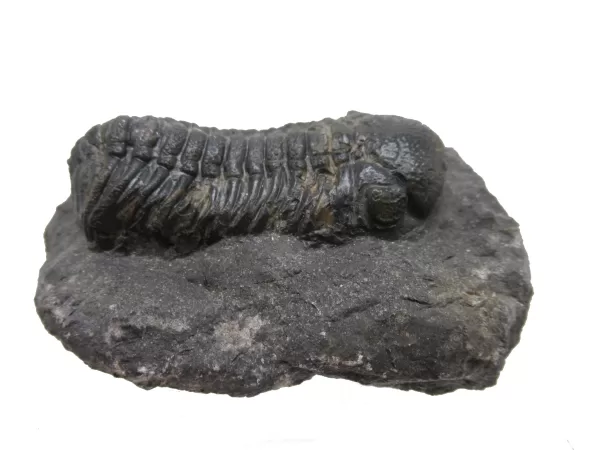 Genuine Fossil Devoniana Age Phacops Trilobite Fossils for Sale from Morocco #5c