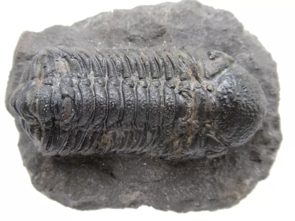 Genuine Fossil Devoniana Age Phacops Trilobite Fossils for Sale from Morocco #5d