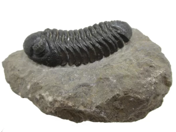 Genuine Fossil Devoniana Age Phacops Trilobite Fossils for Sale from Morocco #6a