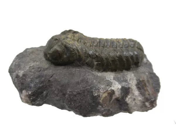 Genuine Fossil Devoniana Age Phacops Trilobite Fossils for Sale from Morocco #7a