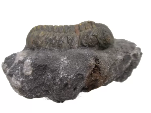 Genuine Fossil Devoniana Age Phacops Trilobite Fossils for Sale from Morocco #7c