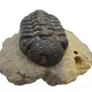 Genuine Fossil Devoniana Age Phacops Trilobite Fossils for Sale from Morocco #8