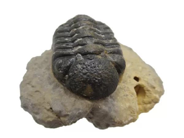 Genuine Fossil Devoniana Age Phacops Trilobite Fossils for Sale from Morocco #8