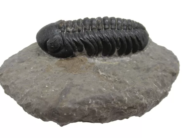 Genuine Fossil Devoniana Age Phacops Trilobite Fossils for Sale from Morocco #9a