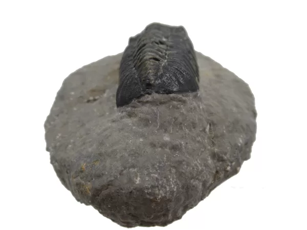 Genuine Fossil Devoniana Age Phacops Trilobite Fossils for Sale from Morocco #9b