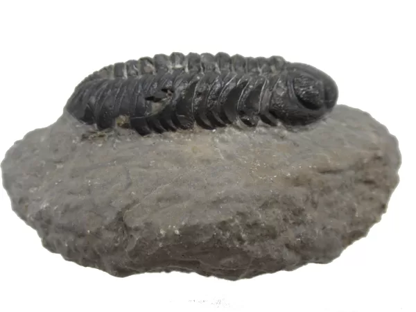 Genuine Fossil Devoniana Age Phacops Trilobite Fossils for Sale from Morocco #9c