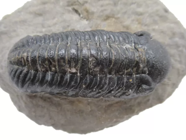 Genuine Fossil Devoniana Age Phacops Trilobite Fossils for Sale from Morocco #9d