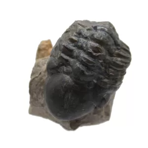 Genuine Devonian Reedops Trilobite For Sale from Morocco 10