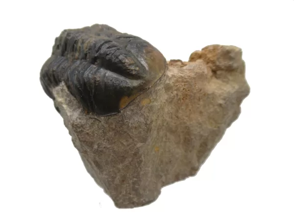 Genuine Devonian Reedops Trilobite For Sale from Morocco 10c