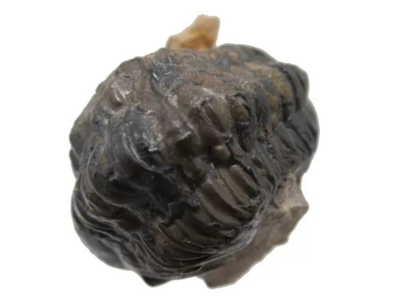 Genuine Devonian Reedops Trilobite For Sale from Morocco 10e