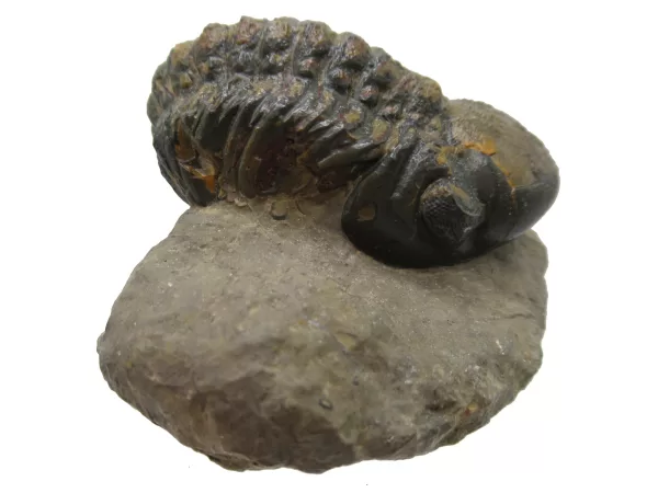 Genuine Devonian Reedops Trilobite For Sale from Morocco 11c