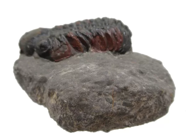 Genuine Devonian Reedops Trilobite For Sale from Morocco 12a