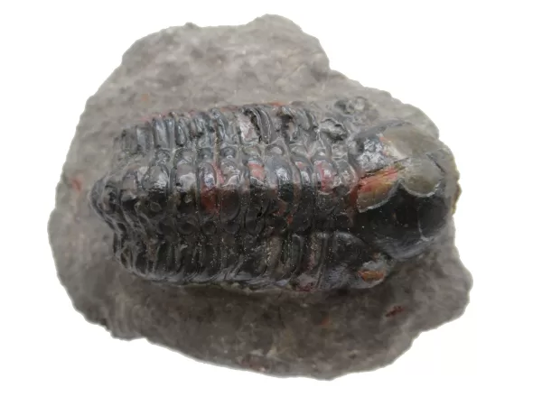 Genuine Devonian Reedops Trilobite For Sale from Morocco 12d