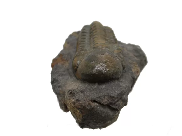 Genuine Devonian Reedops Trilobite For Sale from Morocco 13