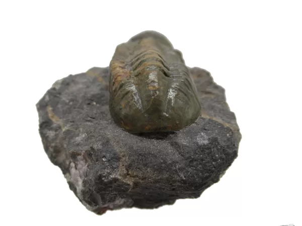 Genuine Devonian Reedops Trilobite For Sale from Morocco 13b