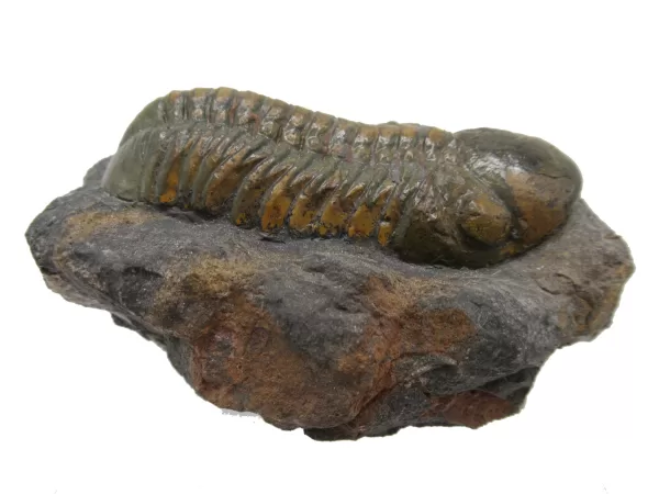 Genuine Devonian Reedops Trilobite For Sale from Morocco 13c