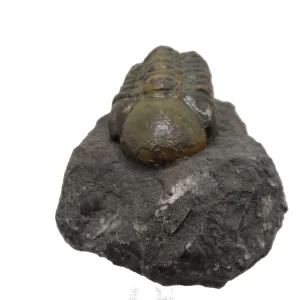 Genuine Devonian Reedops Trilobite For Sale from Morocco 14