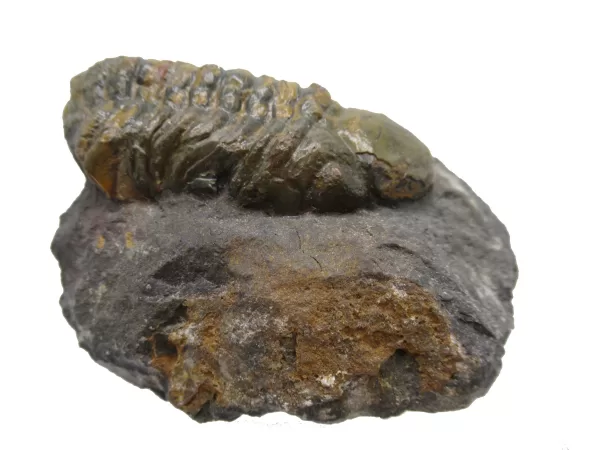 Genuine Devonian Reedops Trilobite For Sale from Morocco 14c