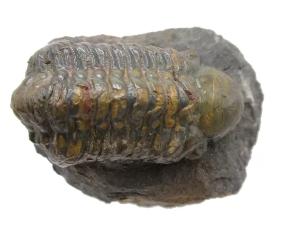 Genuine Devonian Reedops Trilobite For Sale from Morocco 14d