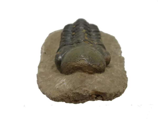 Genuine Devonian Reedops Trilobite For Sale from Morocco 15