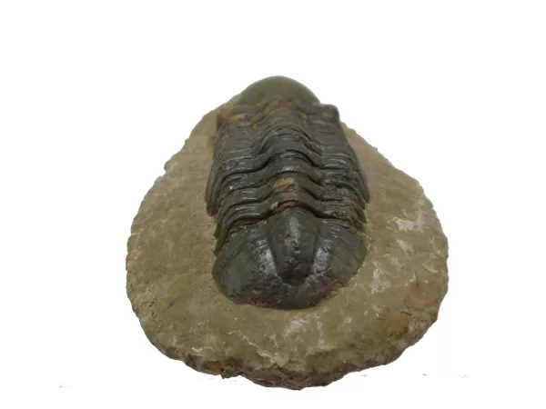 Genuine Devonian Reedops Trilobite For Sale from Morocco 15b