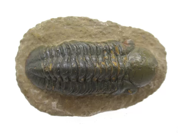 Genuine Devonian Reedops Trilobite For Sale from Morocco 15d