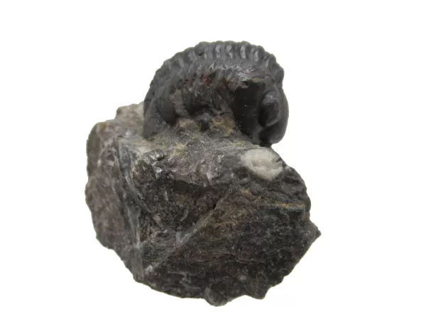 Genuine Devonian Reedops Trilobite For Sale from Morocco 1c