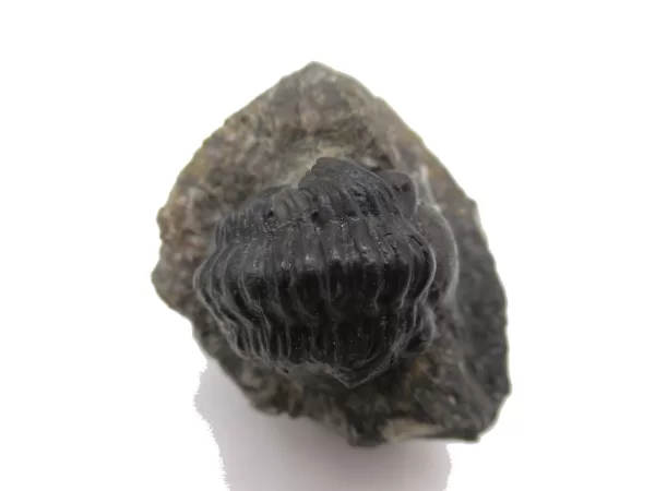 Genuine Devonian Reedops Trilobite For Sale from Morocco 1