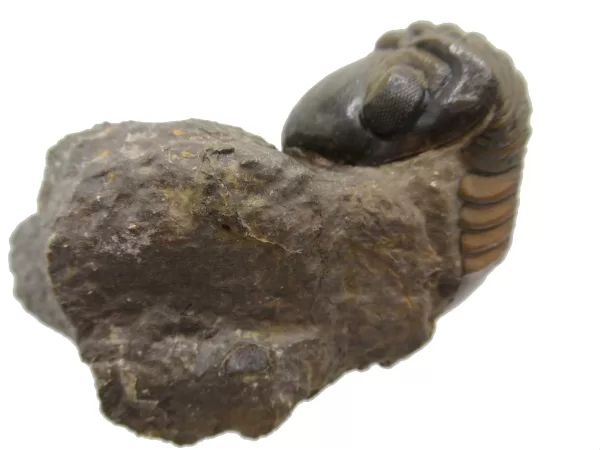 Genuine Devonian Reedops Trilobite For Sale from Morocco 3b