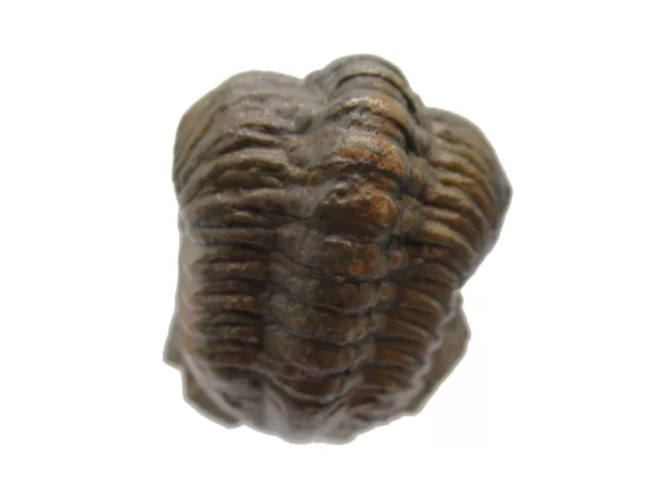 Genuine Devonian Reedops Trilobite For Sale from Morocco 3c