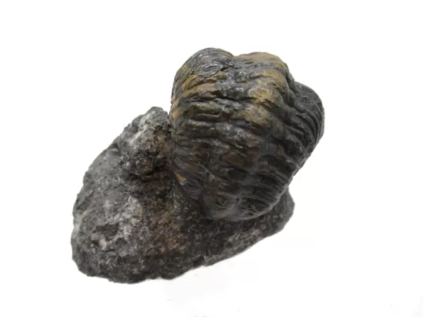 Genuine Devonian Reedops Trilobite For Sale from Morocco 4c