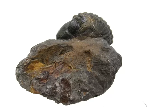 Genuine Devonian Reedops Trilobite For Sale from Morocco 5a