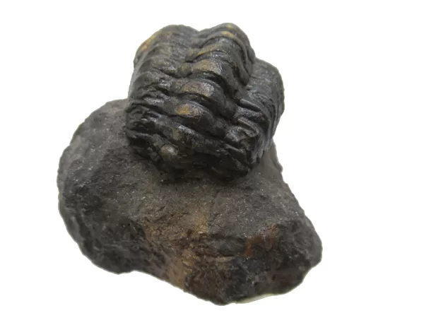 Genuine Devonian Reedops Trilobite For Sale from Morocco 5c