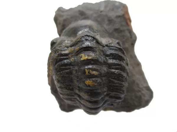 Genuine Devonian Reedops Trilobite For Sale from Morocco 5f