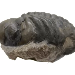 Genuine Devonian Reedops Trilobite For Sale from Morocco 6