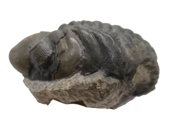 Genuine Devonian Reedops Trilobite For Sale from Morocco 6