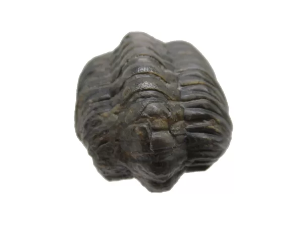 Genuine Devonian Reedops Trilobite For Sale from Morocco 6b