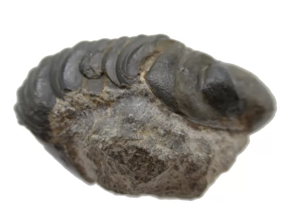 Genuine Devonian Reedops Trilobite For Sale from Morocco 6c