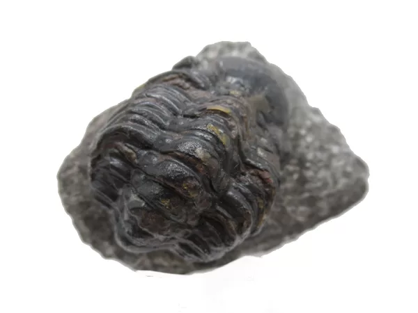 Genuine Devonian Reedops Trilobite For Sale from Morocco 7e