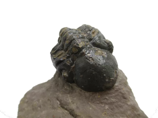 Genuine Devonian Reedops Trilobite For Sale from Morocco 8a