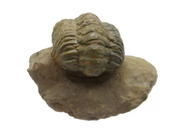 Genuine Devonian Reedops Trilobite For Sale from Morocco 9b