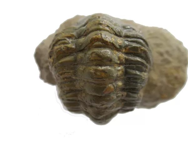 Genuine Devonian Reedops Trilobite For Sale from Morocco 9e