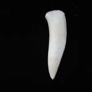 Genuine Cretaceous Age Enchodus Fossil Fish Tooth for Sale from Morocco #10