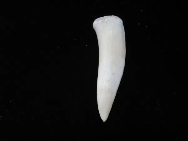 Genuine Cretaceous Age Enchodus Fossil Fish Tooth for Sale from Morocco #10