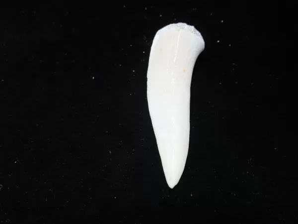 Genuine Cretaceous Age Enchodus Fossil Fish Tooth for Sale from Morocco #10a