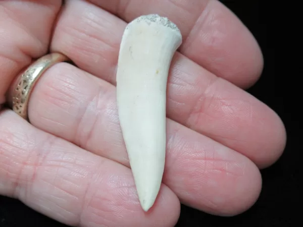 Genuine Cretaceous Age Enchodus Fossil Fish Tooth for Sale from Morocco #10b